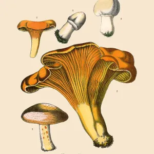 Edible Mushrooms, Victorian Botanical Illustration Edible Mushrooms, Victorian Botanical Illustration