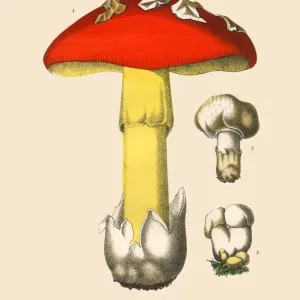 Edible Mushrooms, Victorian Botanical Illustration Edible Mushrooms, Victorian Botanical Illustration