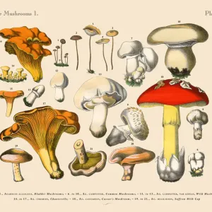 Edible Mushrooms, Victorian Botanical Illustration Edible Mushrooms, Victorian Botanical Illustration