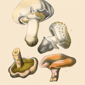Edible Mushrooms Print, 1886 Engraving Edible Mushrooms Print, 1886 Engraving