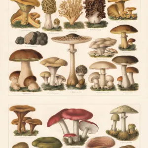 Edible and toxic mushrooms, chromolithograph, published in 1897