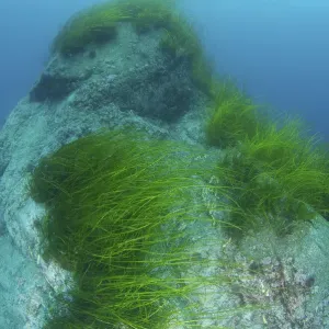 Eelgrass -Zostera marina-, Japan Sea, Primorsky Krai, Russian Federation, Far East Eelgrass -Zostera marina-, Japan Sea, Primorsky Krai, Russian Federation, Far East