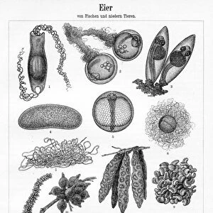 Eggs of fish and lower animals engraving 1895