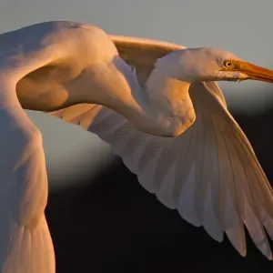 Egret bird at sunset Egret bird at sunset