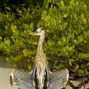 Egret at Tortuga bay