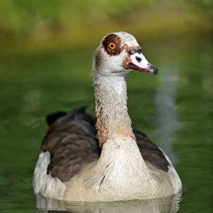 Egyptian Goose (Alopochen aegyptiacus)