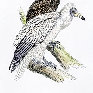 Egyptian vulture bird 19 century illustration