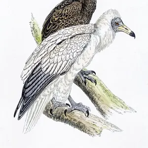 Egyptian vulture bird 19 century illustration Egyptian vulture bird 19 century illustration