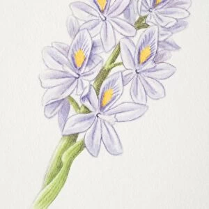 Eichhornia, water hyacinth flowerhead