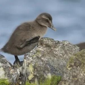 Eider Duckling Print