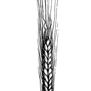 Einkorn wheat (triticum monococcum) Einkorn wheat (triticum monococcum)