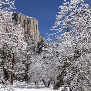 El Capitan at sunrise, Yosemite National Park El Capitan at sunrise, Yosemite National Park