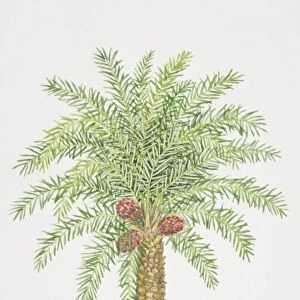 Elaeis guineensis, African Oil Palm tree