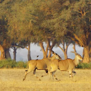 Eland, Mana Pools NP, Zimbabwe