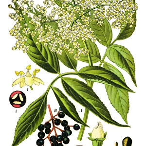 elder, elderberry, black elder, European elder, European elderberry