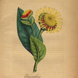 Elecamphane or Horseheal Victorian Botanical Illustration