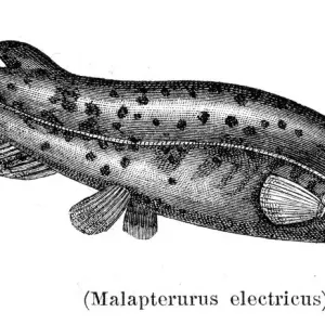 Electric catfish engraving 1897 Electric catfish engraving 1897