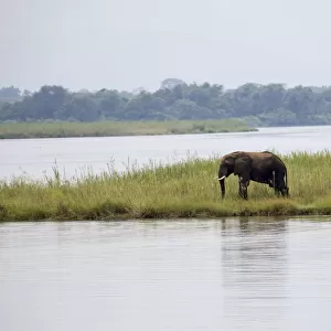 Elefant in Mana Pools National Park