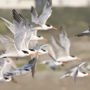 Elegant Tern Flock (Thalasseus elegans) flock Elegant Tern Flock (Thalasseus elegans) flock