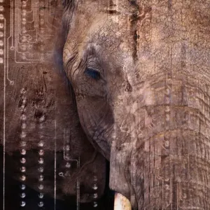 Elephant Elephant