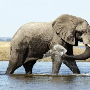 Elephant Print: Chobe River Scene Elephant Print: Chobe River Scene