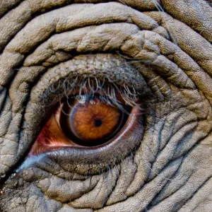 Elephant Eye Print, Bandhavgarh National Park Elephant Eye Print, Bandhavgarh National Park