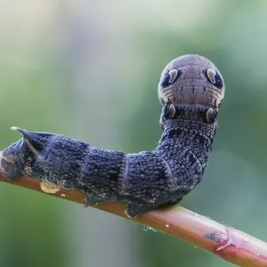 Elephant Hawk-moth Caterpillar Print Elephant Hawk-moth Caterpillar Print