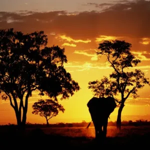 Elephant (Loxodonta africana) walking, sunset, Savuti Marsh, Botswana Elephant (Loxodonta africana) walking, sunset, Savuti Marsh, Botswana