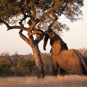 Elephant push marula tree high leaves falling to break