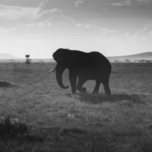 Elephant Silhouette Elephant Silhouette
