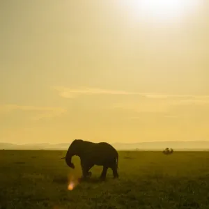 Elephant Silhouette Elephant Silhouette