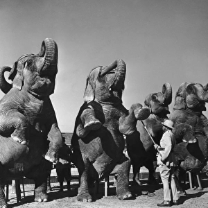 Elephant Training