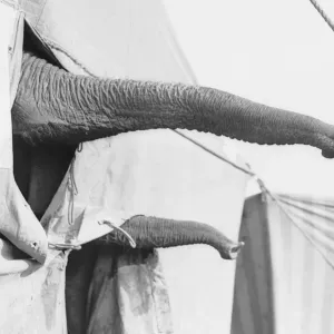 Elephant Trunks