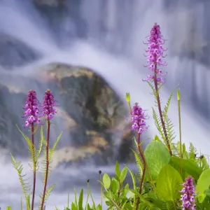 Elephant trunks and cascade, Colorado Elephant trunks and cascade, Colorado