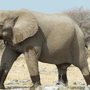 Elephant walking with wet feet over dry grassland, African Bush Elephant -Loxodonta africana-, Etosha National Park, Namibia