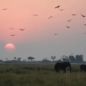 Elephants and birds in wildlife refuge Elephants and birds in wildlife refuge