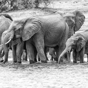 Elephants in black and white