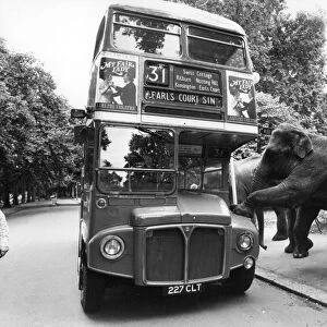 Three Elephants Boarding a Bus