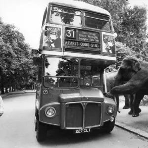 Three Elephants Boarding a Bus