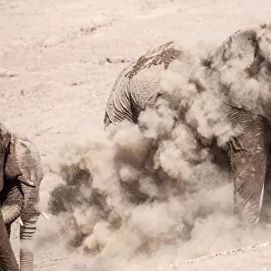 Elephants in dust