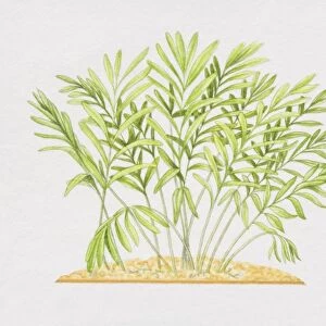 Elettaria cardamomum, Cardamon plant