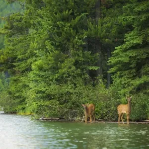 Elk Calves Elk Calves
