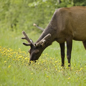 Elk (Cervus Canadensis) Grazing On Wildflowers In Prince Albert National Park