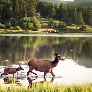 Elk Crossing Elk Crossing