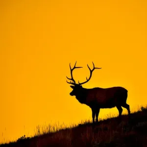 Elk at First Light Elk at First Light