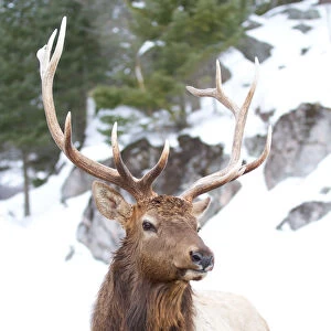 Elk in winter