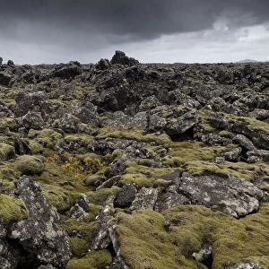 Elongate Rock Moss -Niphotrichum elongatum- growing in a lava field, Reykjanesskagi, Southern Peninsula or Reykjanes, Iceland