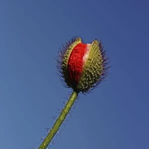 Emerging poppy bud -Papaver sp. -