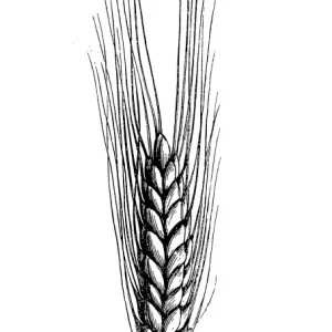 Emmer wheat, farro or hulled wheat (triticum amyleum) Emmer wheat, farro or hulled wheat (triticum amyleum)