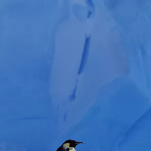 Emperor penguin -Aptenodytes forsteri- walking in front of an iceberg, Weddell Sea, Antarctica